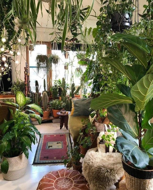 Houseplants That Are Safe For Pets - ⭐️Purr. Meow. Woof.⭐️