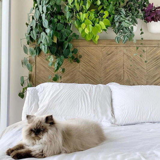 Toxic Houseplants to Avoid If You Have Pets - ⭐️Purr. Meow. Woof.⭐️