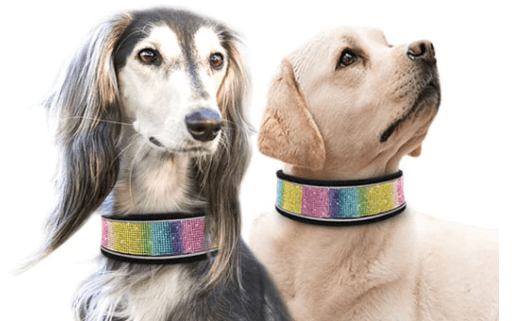 Dog Collars
