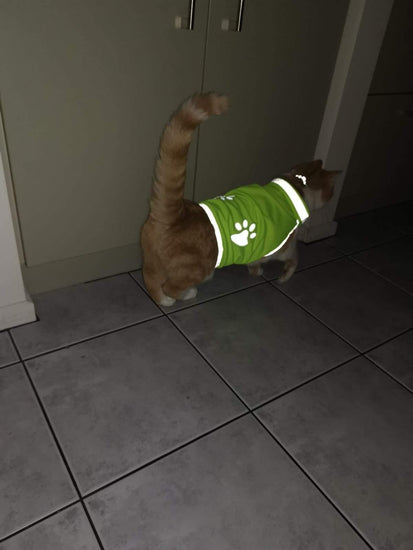 ⭐️Purr. Meow. Woof.⭐️ - Cat & Dog High Vis Vest - Small