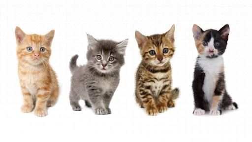 Free Kittens Vs. SPCA/Rescue Kittens - Which is Better?