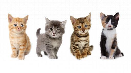 Free Kittens Vs. SPCA/Rescue Kittens - Which is Better? - ⭐️Purr. Meow. Woof.⭐️