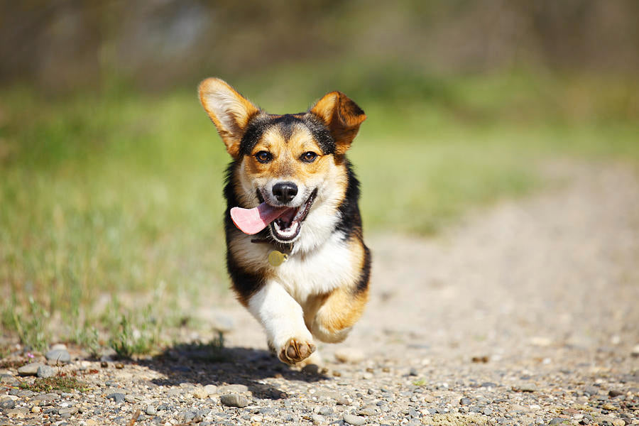 How to Trim Your Dog's Nails