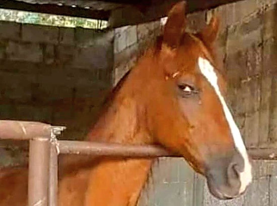 Suspicious Horse