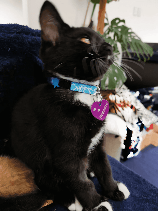 ⭐️Purr. Meow. Woof.⭐️ - Bling Breakaway Safety Kitten Collar - Chartreuse