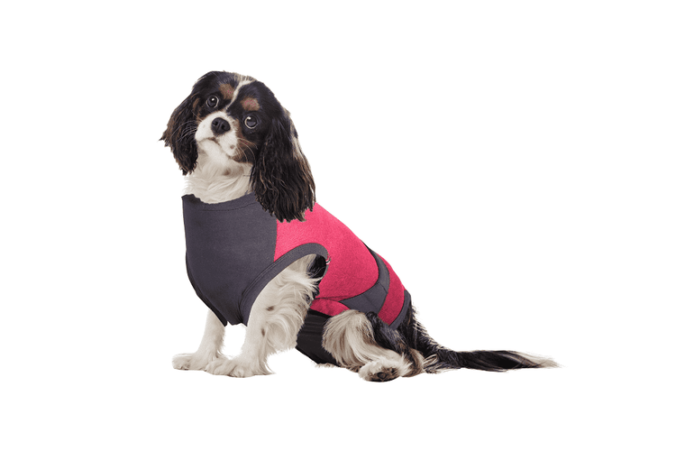 ⭐️Purr. Meow. Woof.⭐️ - MAXX Medical Pet Care Clothing For Dogs - 2XS / Firebrick