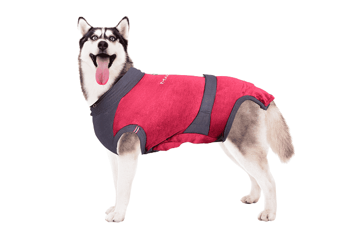 ⭐️Purr. Meow. Woof.⭐️ - MAXX Medical Pet Care Clothing For Dogs - L / Firebrick