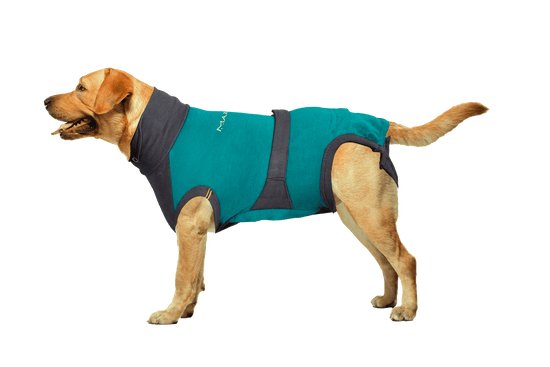 ⭐️Purr. Meow. Woof.⭐️ - MAXX Medical Pet Care Clothing For Dogs - L / SeaGreen