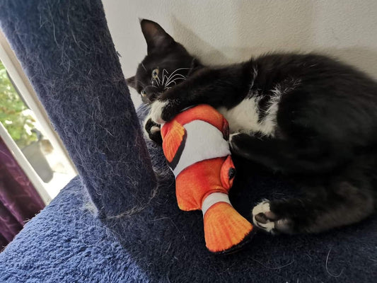 ⭐️Purr. Meow. Woof.⭐️ - Plush 3D Fish Kicker - Clown Fish