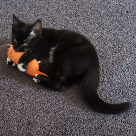 ⭐️Purr. Meow. Woof.⭐️ - Plush Catnip Cat - Orange