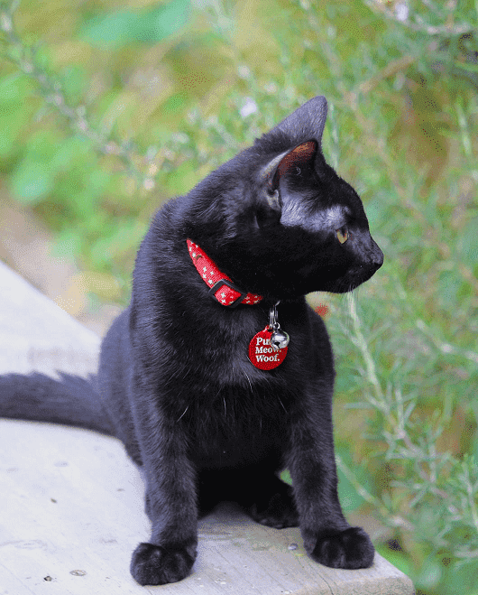 ⭐️Purr. Meow. Woof.⭐️ - Star & Moon Breakaway Safety Cat & Kitten Collar - Red / Cat