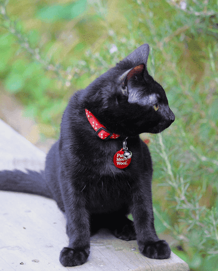 ⭐️Purr. Meow. Woof.⭐️ - Star & Moon Breakaway Safety Cat & Kitten Collar - Red / Cat
