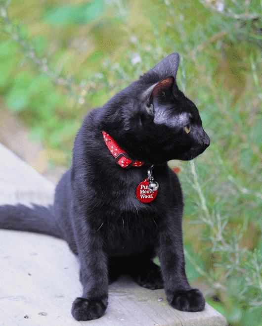 ⭐️Purr. Meow. Woof.⭐️ - Star & Moon Breakaway Safety Kitten Collar - Red